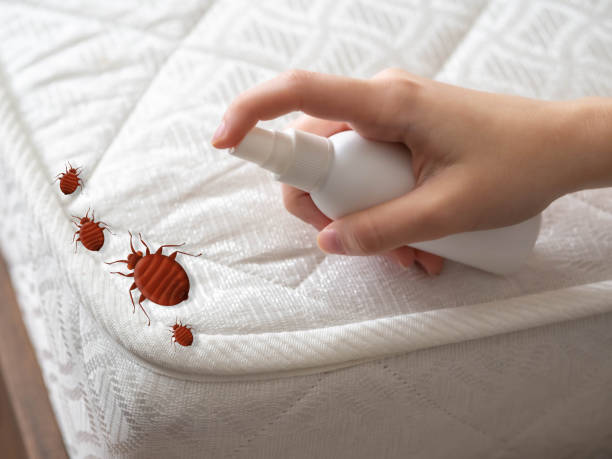 Best Bed Bug Extermination  in Bear Creek, FL